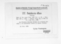 Seimatosporium effusum image